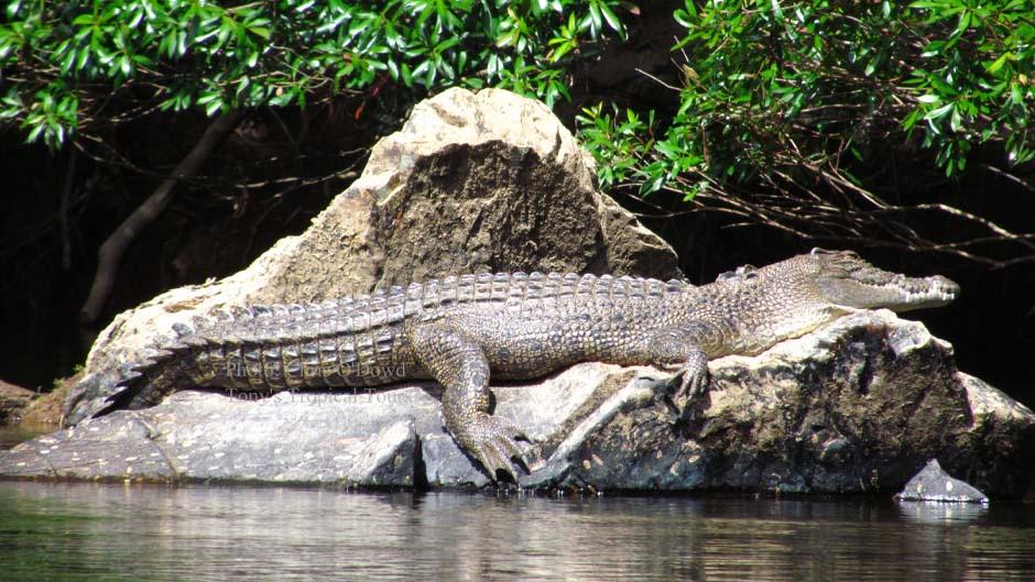 Daintree Rainforest Crocodile Tonys Tropical Tour